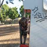 A Parco 2 Giugno i padroni possono riposarsi su lunghe panchine in legno e i cani dissetarsi grazie a utilissimi abbeveratoi con acqua temporizzata